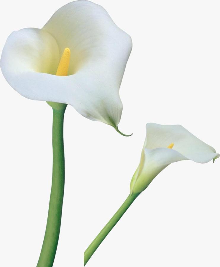 Calla, Calluna & Gardenia Apartments Verona Eksteriør billede